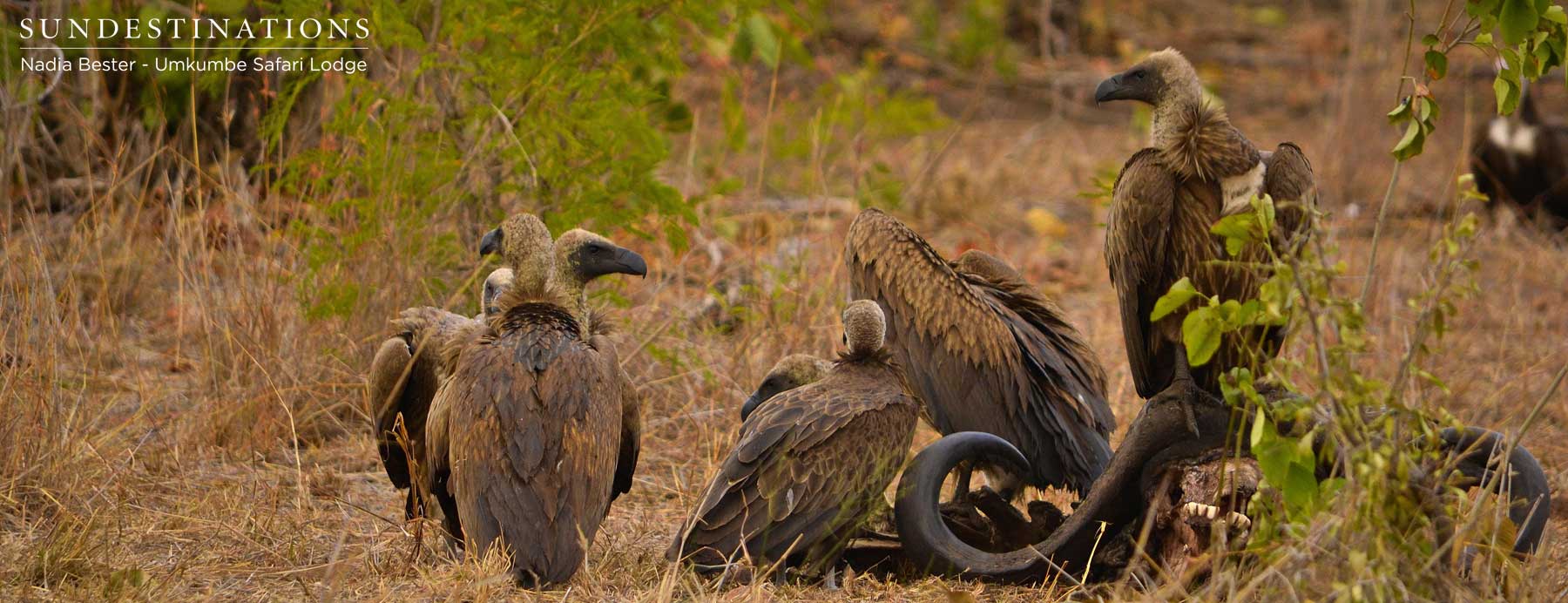 White-backed Vultures at Kill White-backed Vultures at Kill