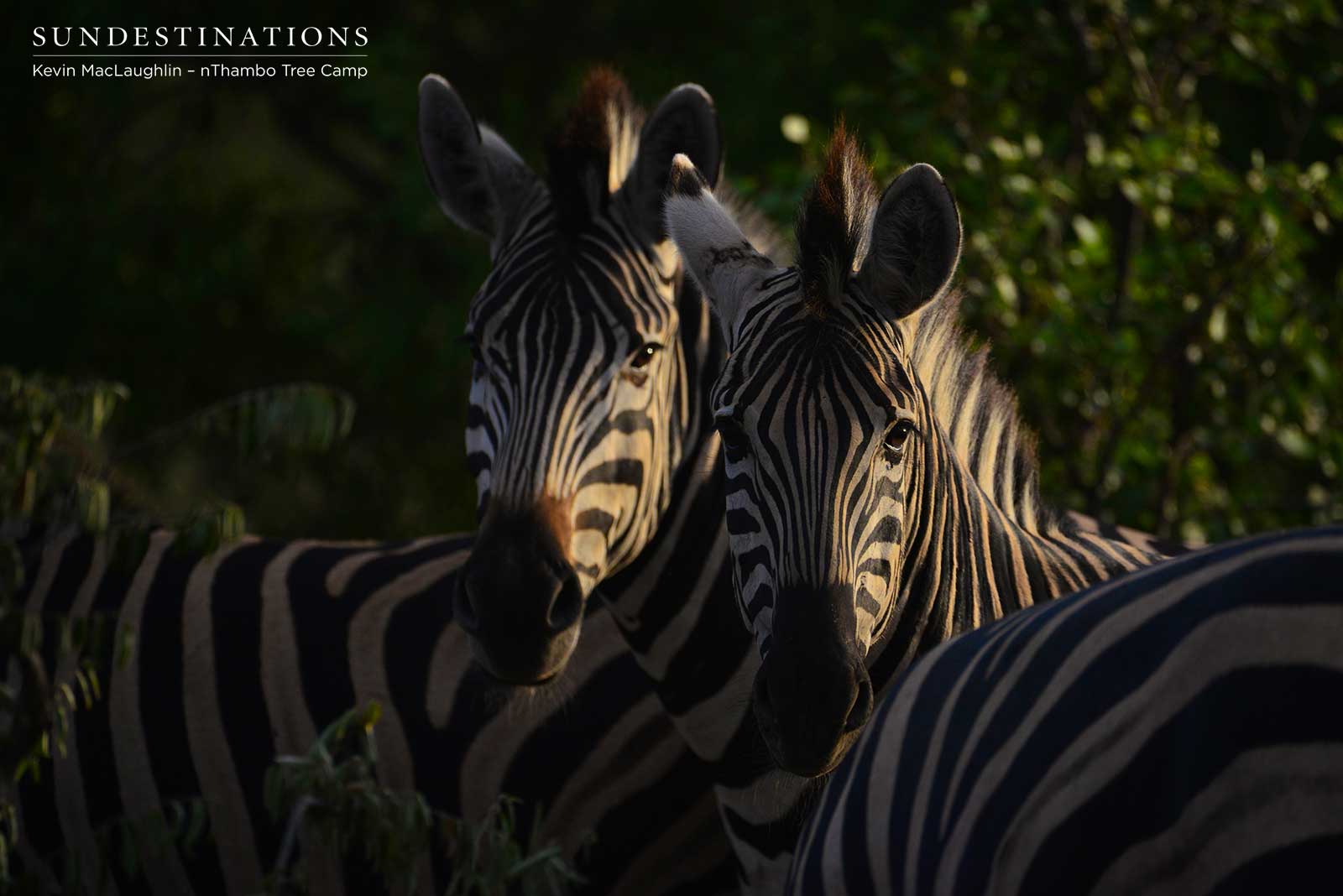 Zebra nThambo Tree Camp Zebra nThambo Tree Camp