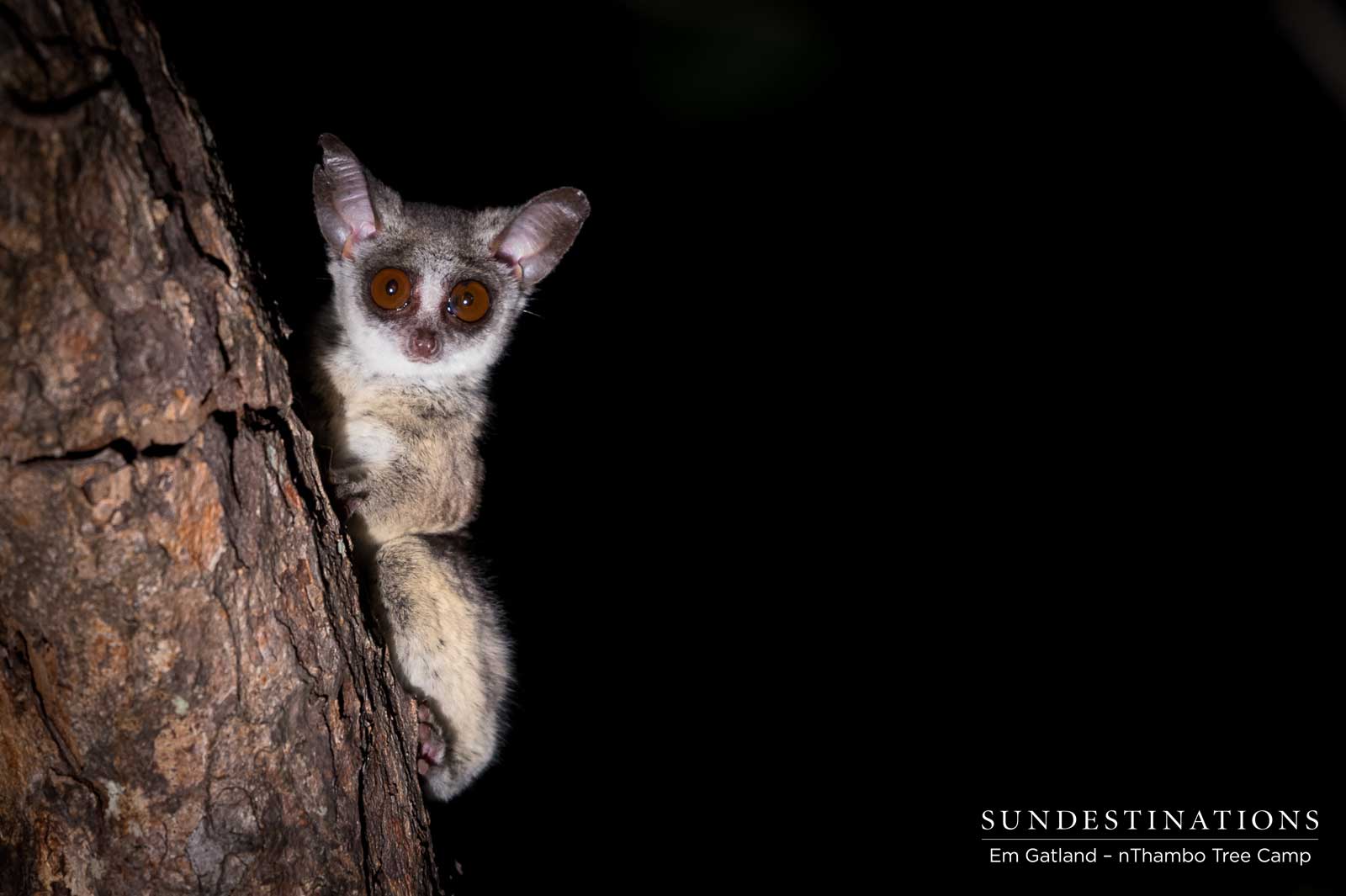 Bushbaby at Night Bushbaby at Night