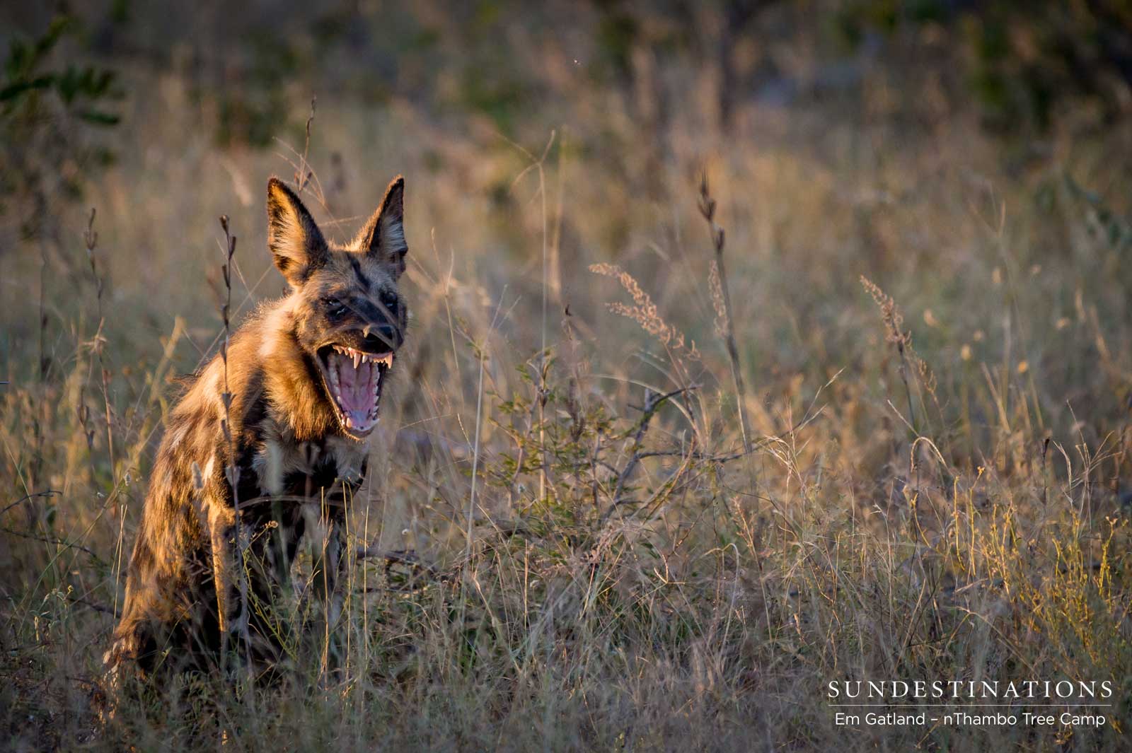 Wild Dog at nThambo Wild Dog at nThambo