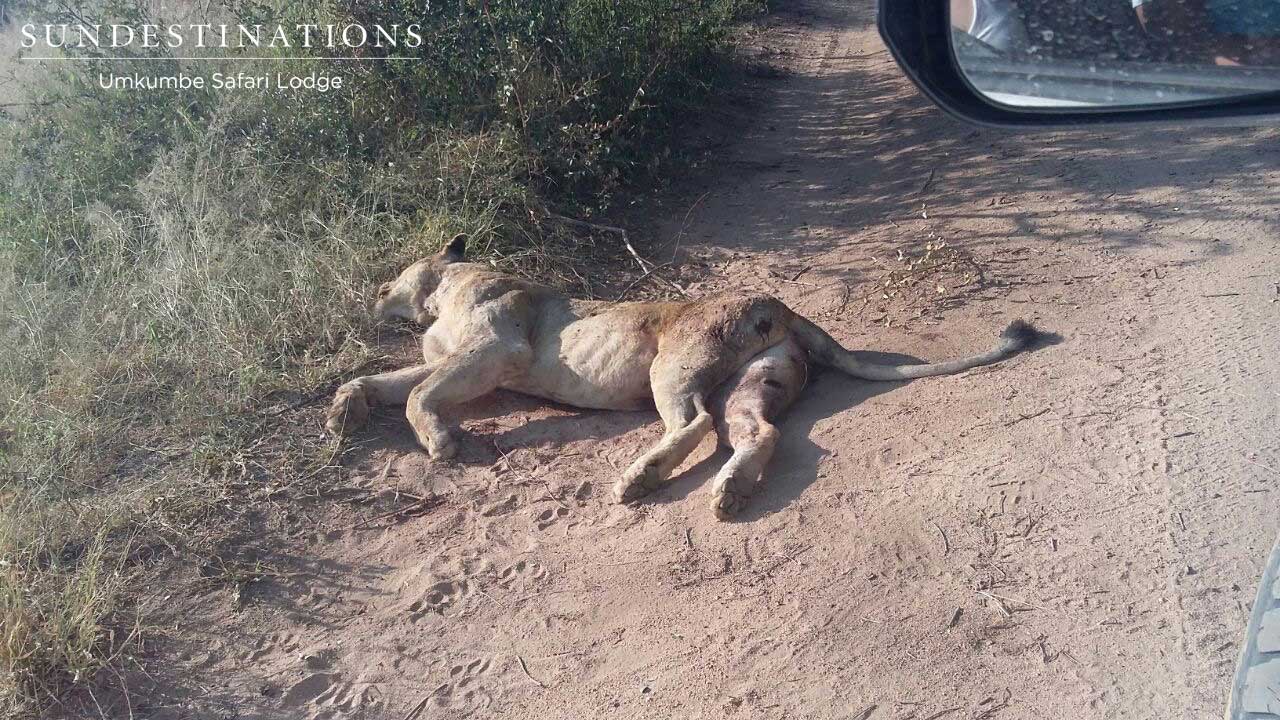 Dead Lioness in Sabi Sand Dead Lioness in Sabi Sand