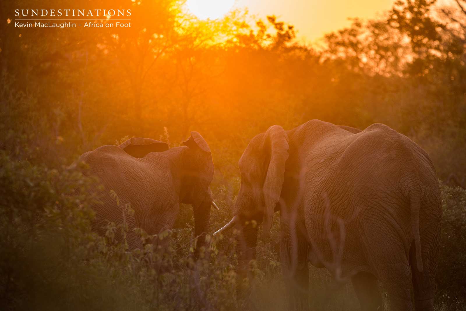 Africa on Foot Elephant in Sunset Africa on Foot Elephant in Sunset