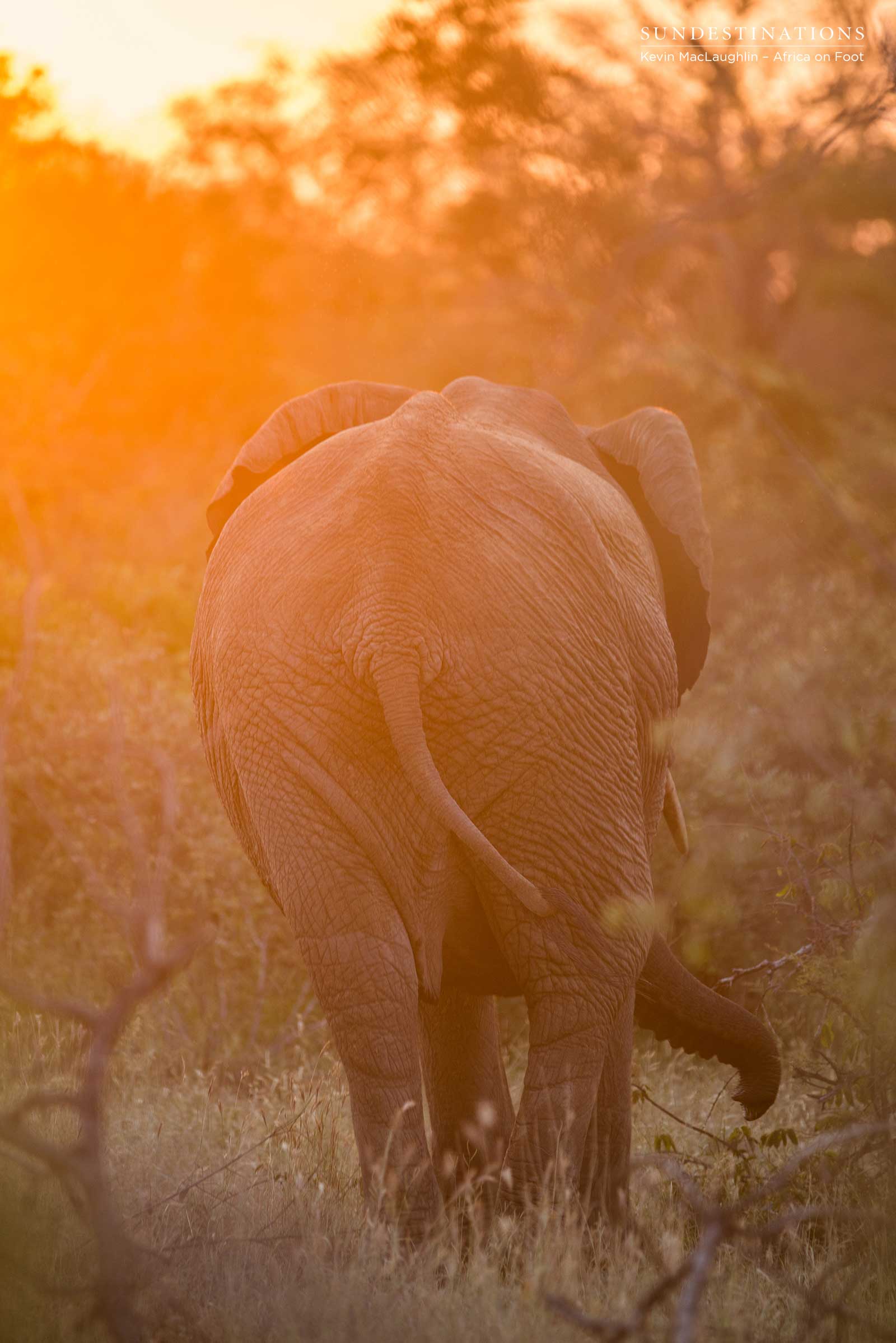 Africa on Foot Elephants Africa on Foot Elephants