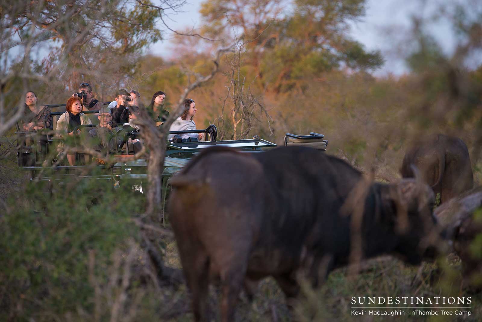 Cape Buffalo Cape Buffalo