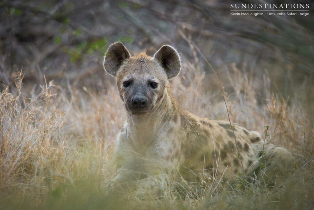 A hyena's interest is piqued as he catches sight of us A hyena's interest is piqued as he catches sight of us