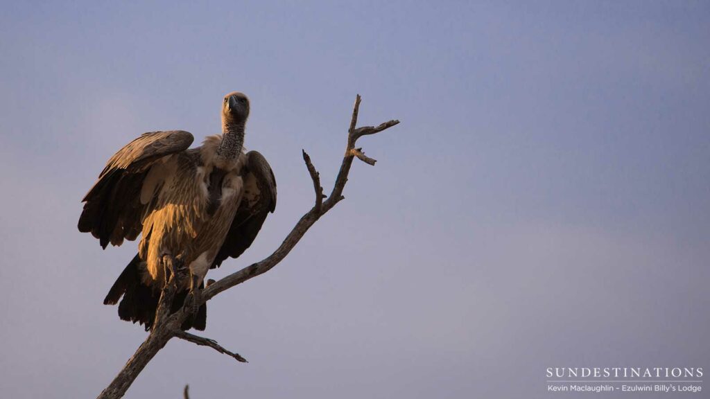 Moments before take off, a white-backed vulture catches the warm glow of the evening sun Moments before take off, a white-backed vulture catches the warm glow of the evening sun