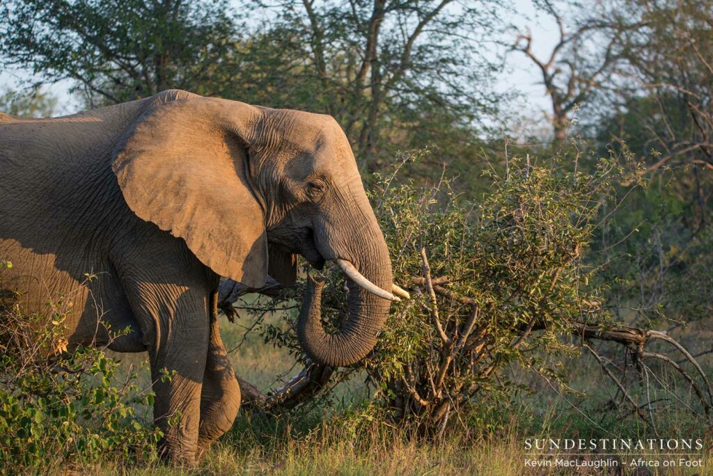 Stepping into the light, highlighting every crease and story-telling wrinkle in this aged, leathery skin Stepping into the light, highlighting every crease and story-telling wrinkle in this aged, leathery skin