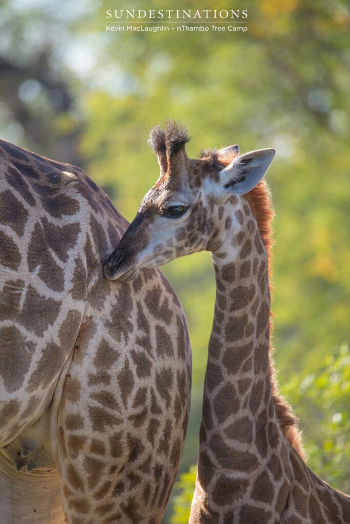 A tender moment between a mother giraffe and her youngster - so much growing still to do A tender moment between a mother giraffe and her youngster - so much growing still to do