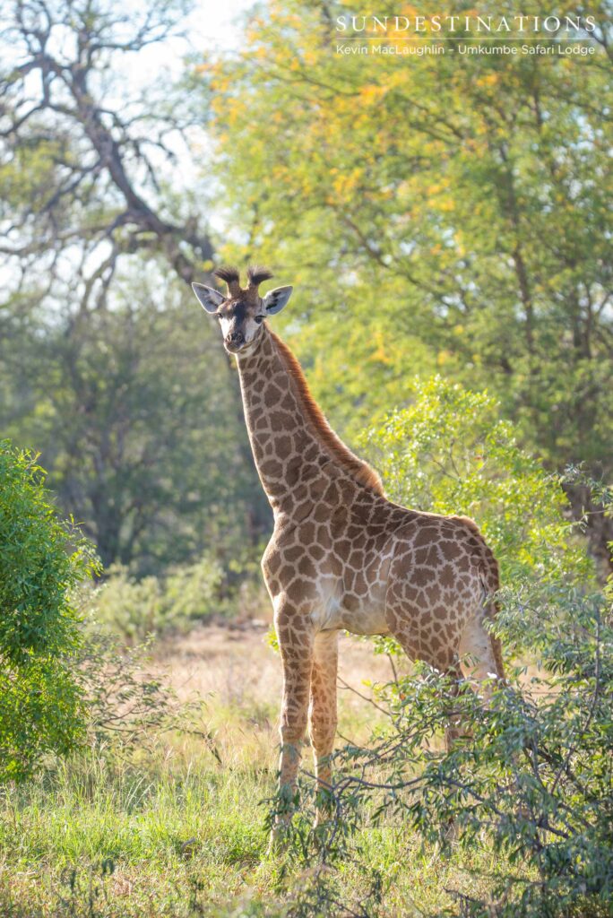 A giraffe calf pauses to investigate her audience before galloping awkwardly to her mother's side A giraffe calf pauses to investigate her audience before galloping awkwardly to her mother's side