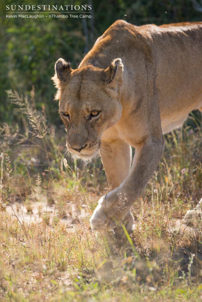 Walking a path she knows well, a Ross Breakaway lioness pads through the veld in search of shade after the morning sun has warmed up beyond comfort Walking a path she knows well, a Ross Breakaway lioness pads through the veld in search of shade after the morning sun has warmed up beyond comfort