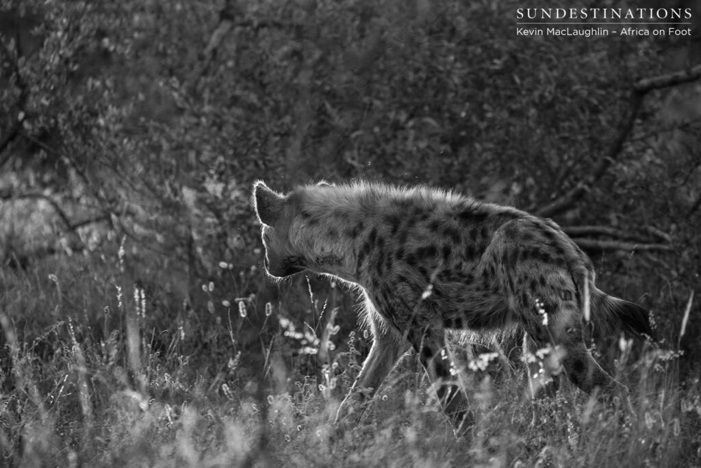 Hyenas lurking at Klaserie lion kill Hyenas lurking at Klaserie lion kill