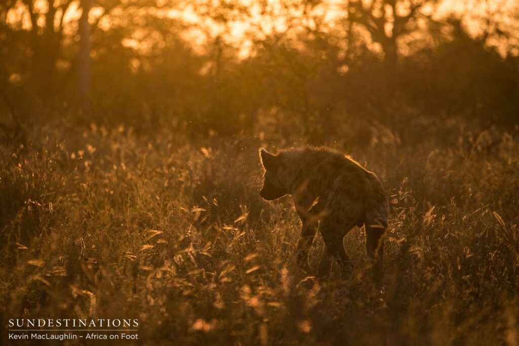 Hyenas lurking at Klaserie lion kill Hyenas lurking at Klaserie lion kill