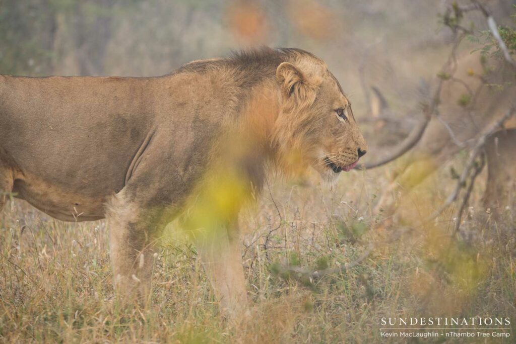 Trilogy male returns and teams up with younger male Trilogy male returns and teams up with younger male