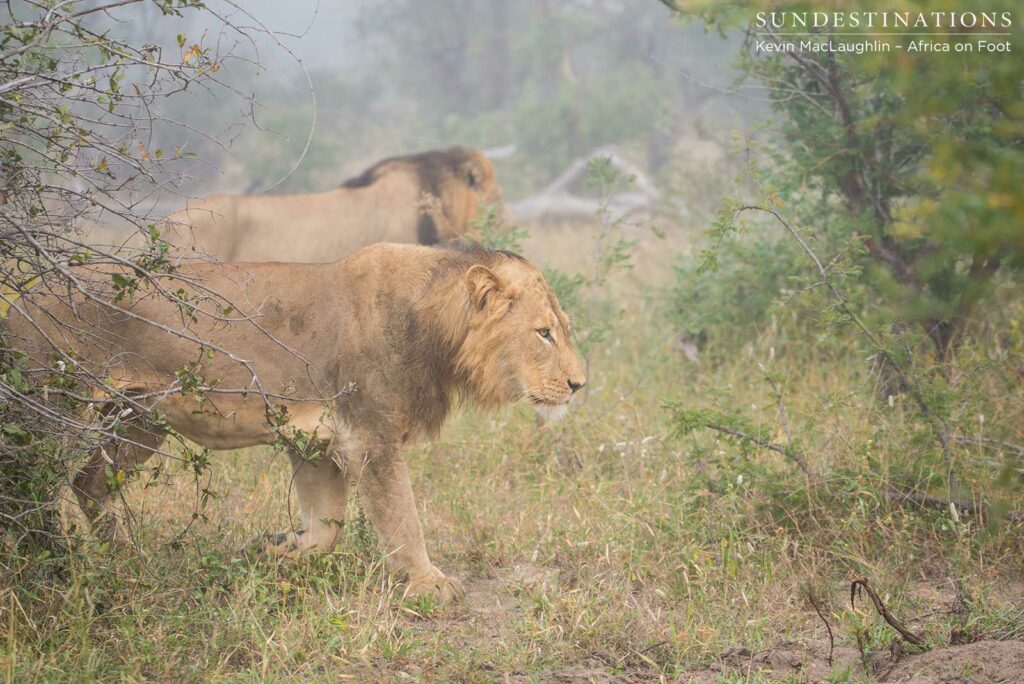 Trilogy male returns Trilogy male returns