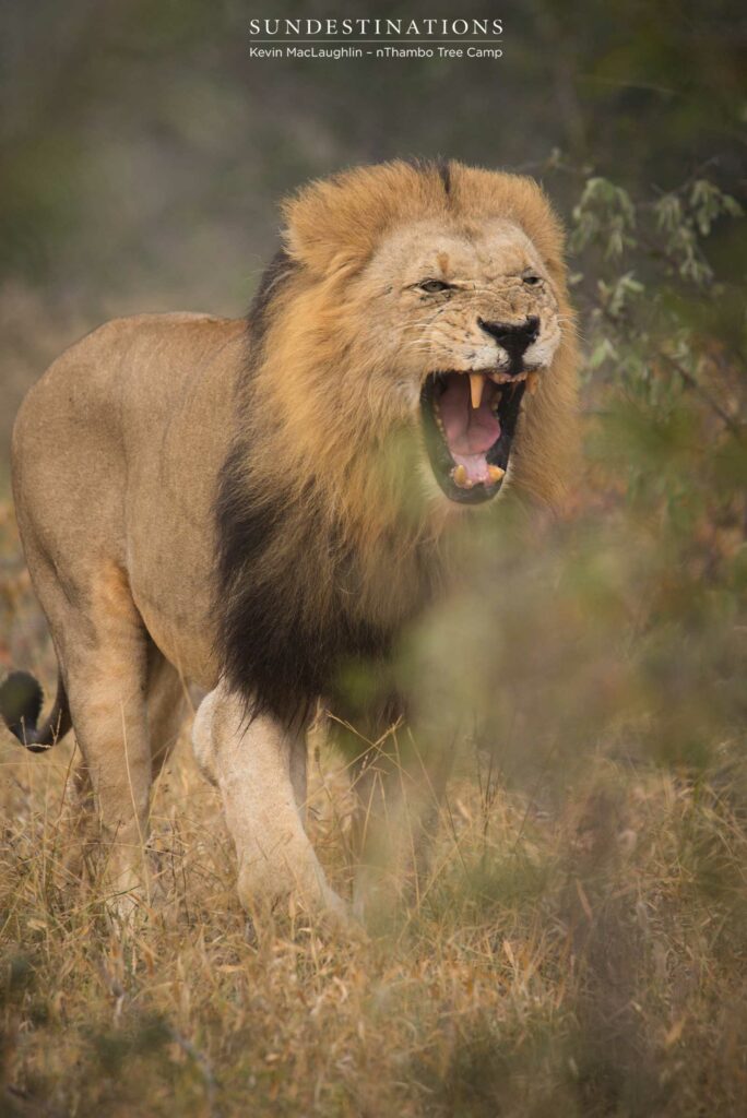 Trilogy male returns and teams up with younger male Trilogy male returns and teams up with younger male