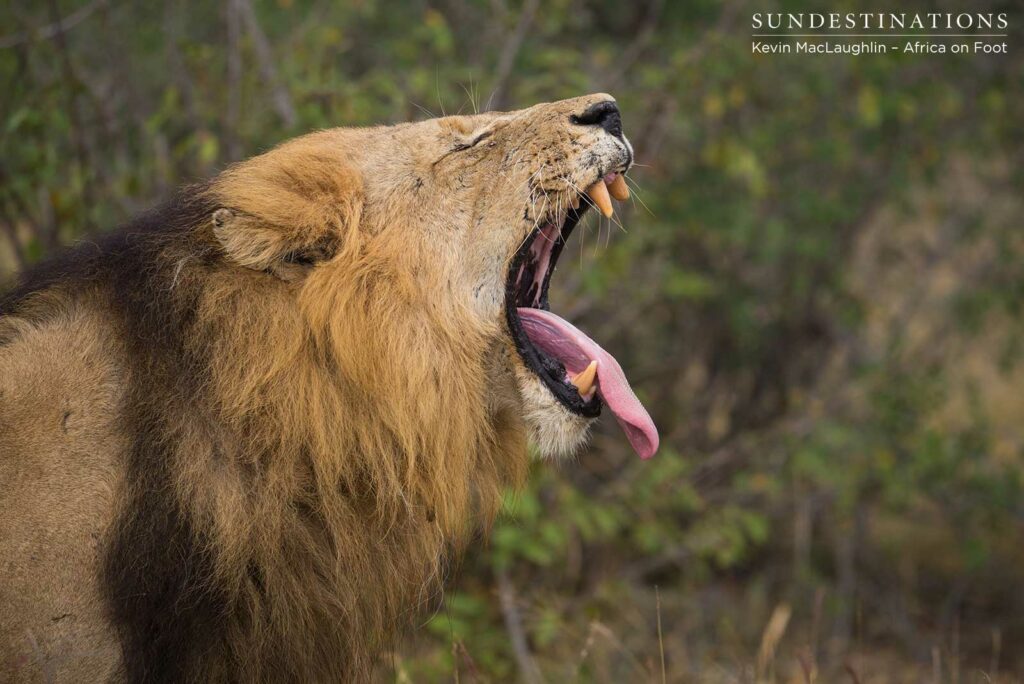 Trilogy male returns and teams up with younger male Trilogy male returns and teams up with younger male