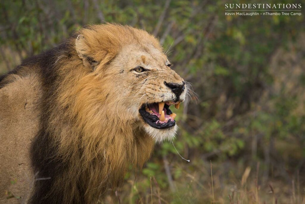 Trilogy male returns and teams up with younger male Trilogy male returns and teams up with younger male