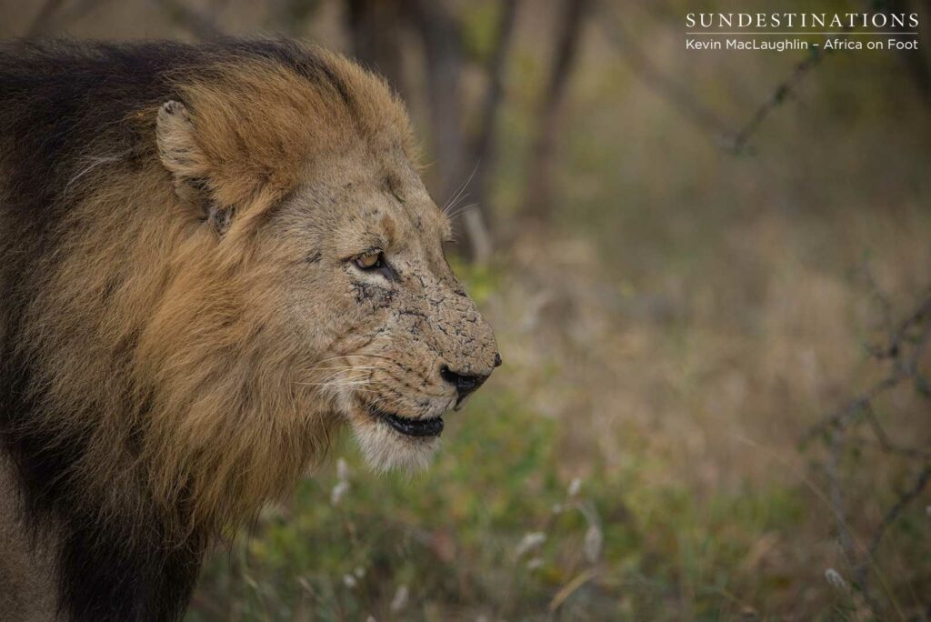 Trilogy male returns and teams up with younger male Trilogy male returns and teams up with younger male