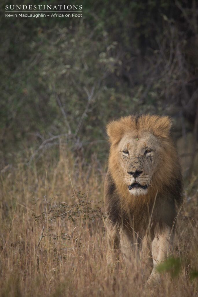 Trilogy male returns Trilogy male returns