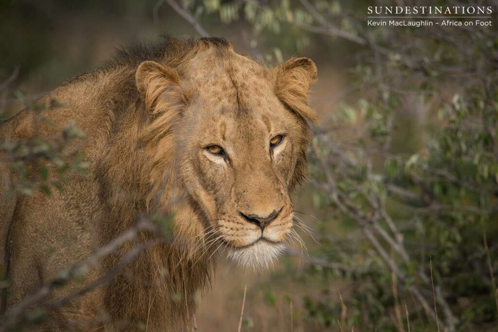 Trilogy male returns and teams up with younger male Trilogy male returns and teams up with younger male