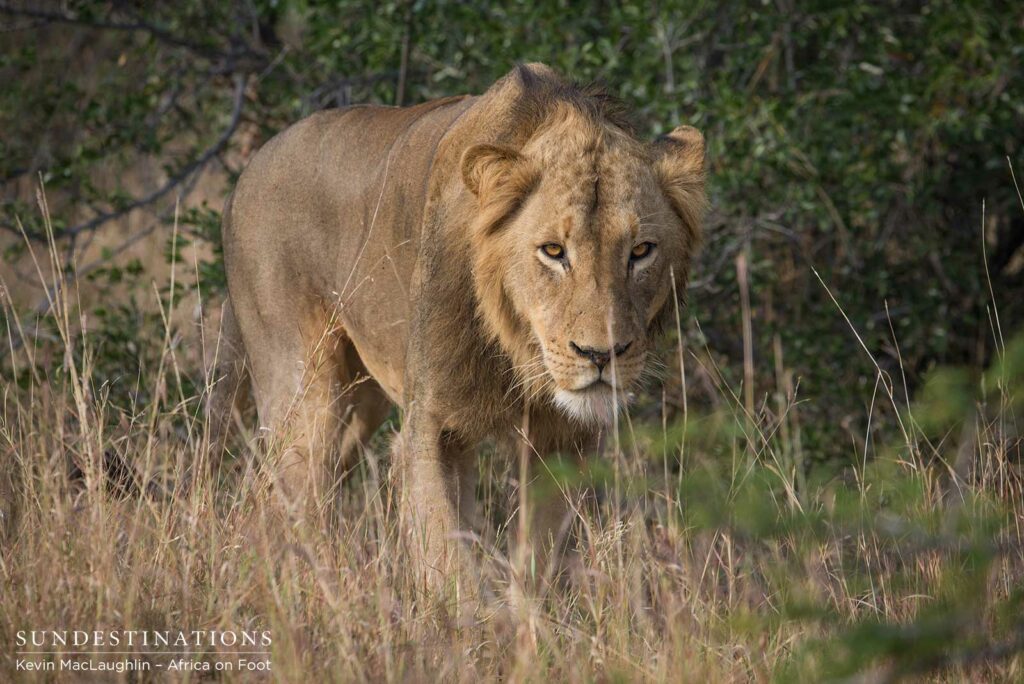 Trilogy male returns and teams up with younger male Trilogy male returns and teams up with younger male