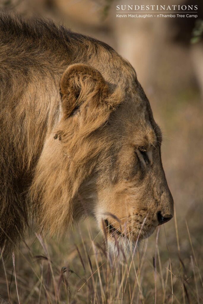 Trilogy male returns and teams up with younger male Trilogy male returns and teams up with younger male