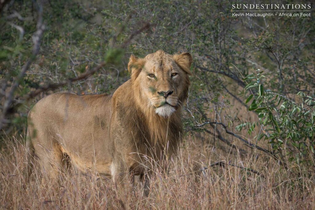 Trilogy male returns and teams up with younger male Trilogy male returns and teams up with younger male