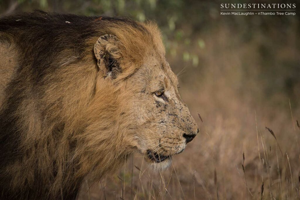 Trilogy male returns Trilogy male returns