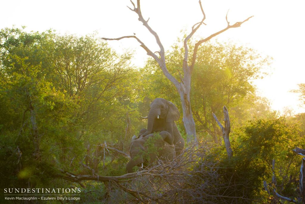 A rare and magnificent sight captured in the green thicket A rare and magnificent sight captured in the green thicket