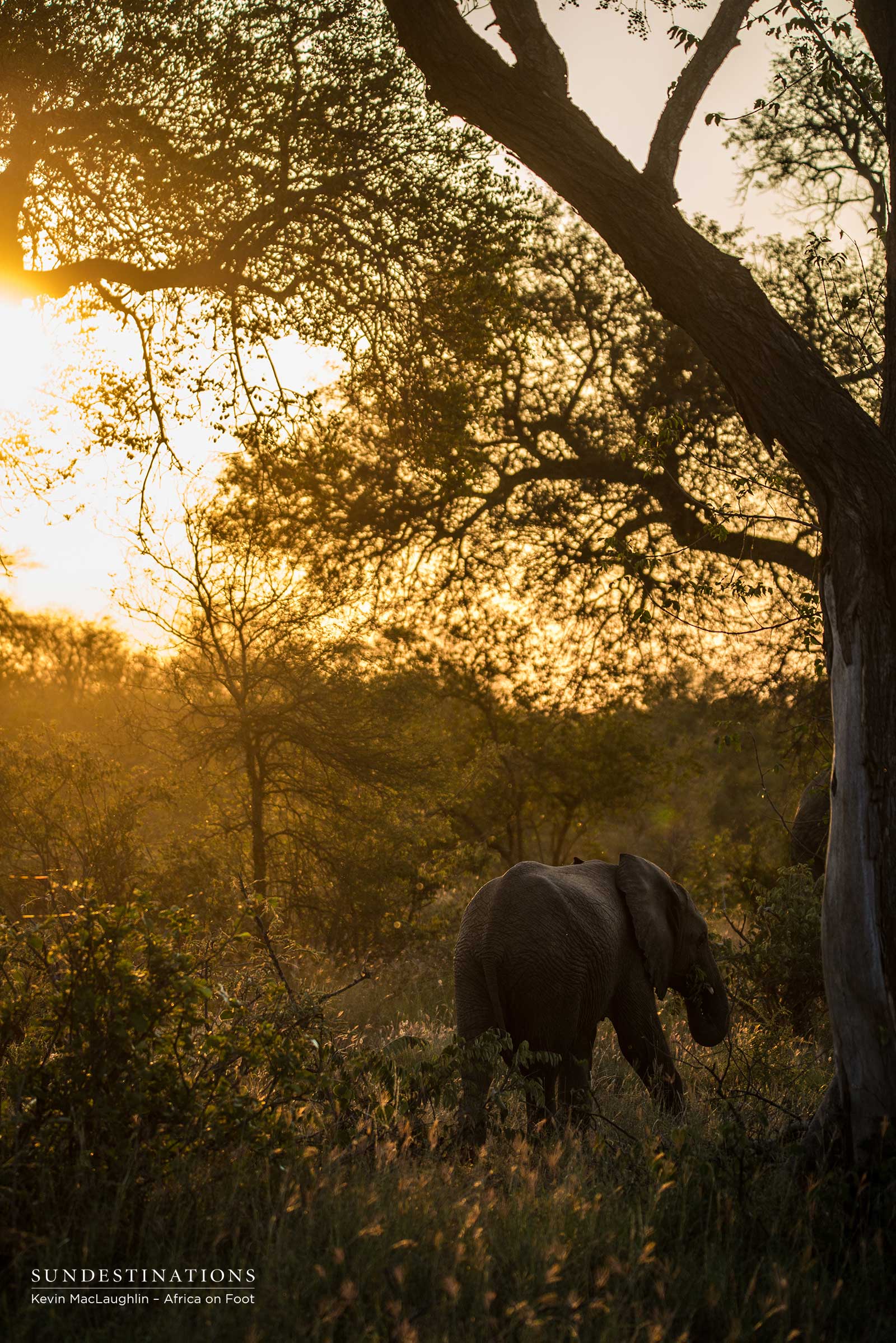 Elephant in Klaserie Elephant in Klaserie