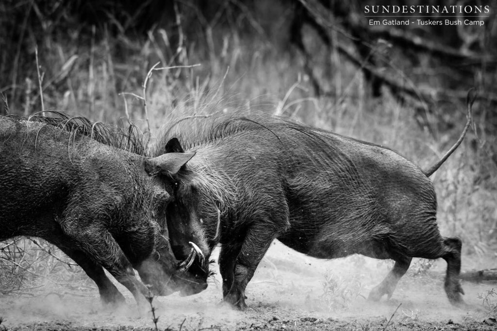 Two warthog sows clash in head to head combat Two warthog sows clash in head to head combat
