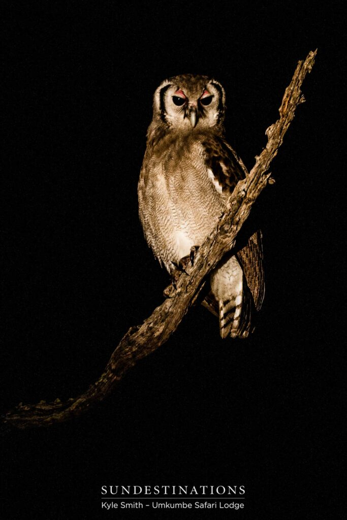 A Verreaux's eagle owl looking regal, illuminated in the spotlight A Verreaux's eagle owl looking regal, illuminated in the spotlight