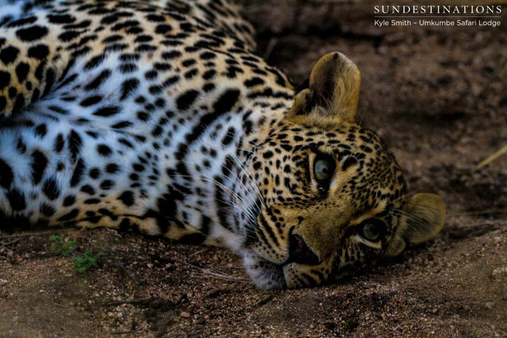 The unmistakable leopardess, Tatowa, relaxing at the foot of the tree guarding her prey The unmistakable leopardess, Tatowa, relaxing at the foot of the tree guarding her prey