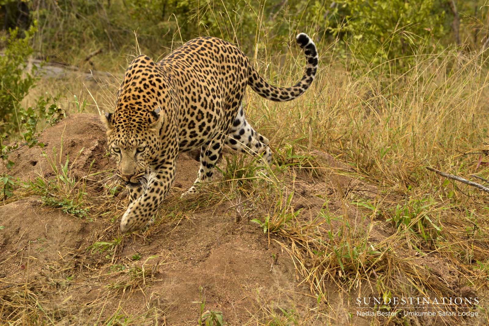 Inyathini with Prey Inyathini with Prey