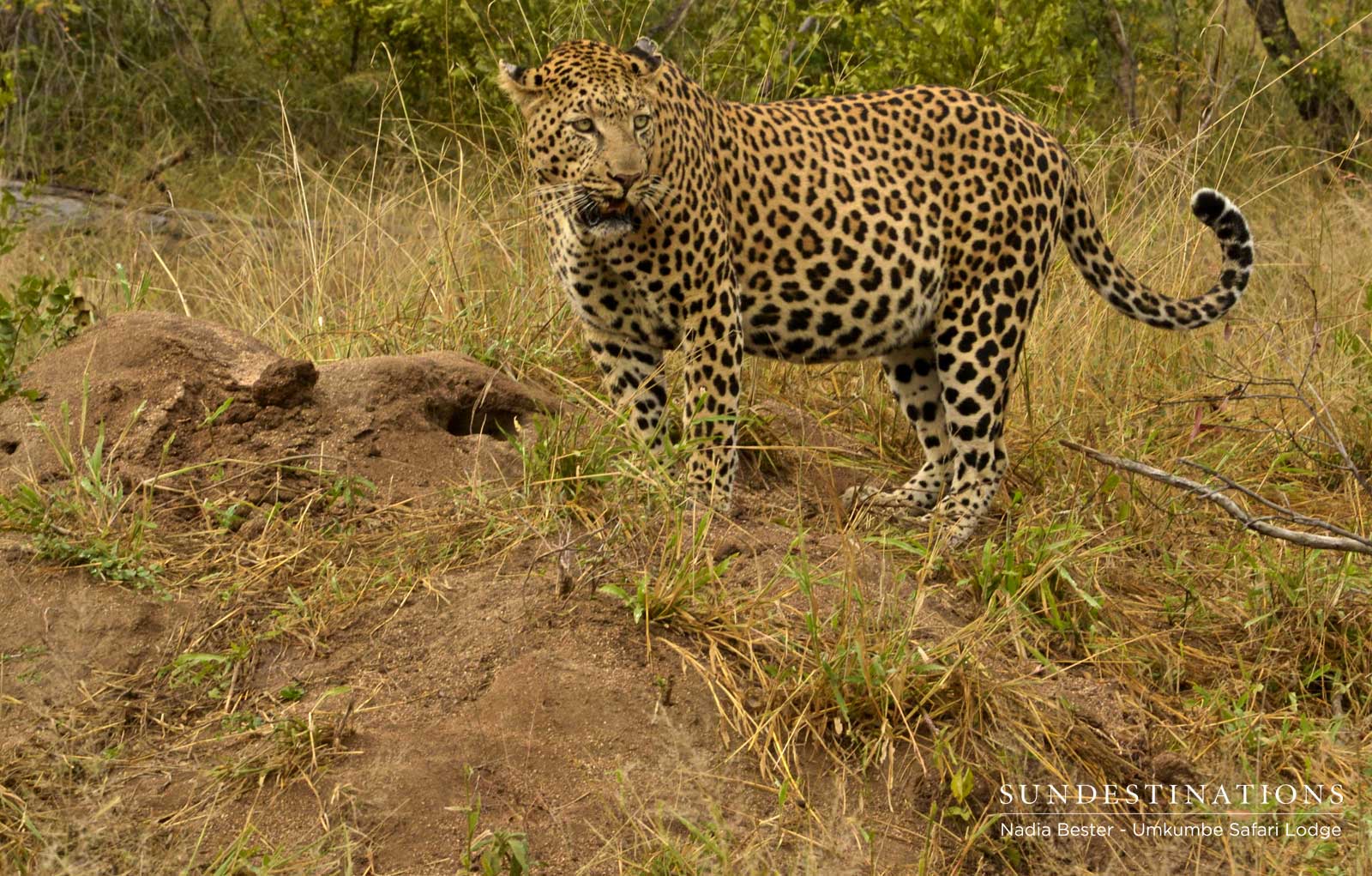 Inyathini with Impala Kill Inyathini with Impala Kill