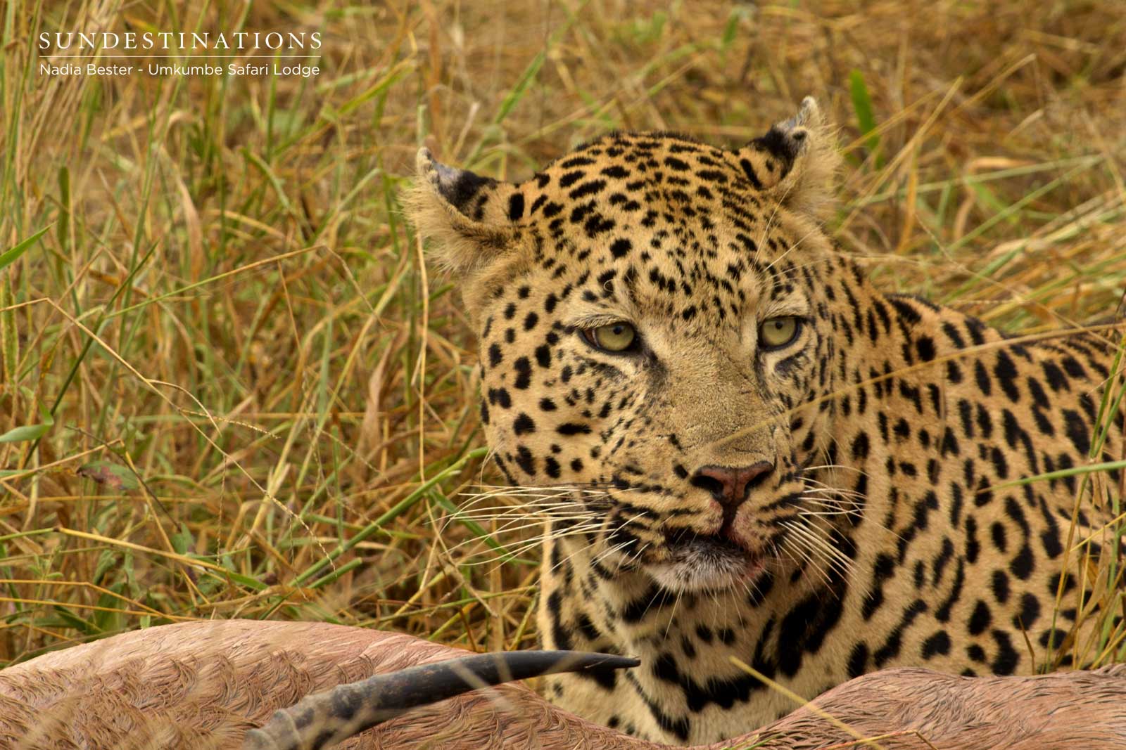 Inyathini Devours Kill Inyathini Devours Kill