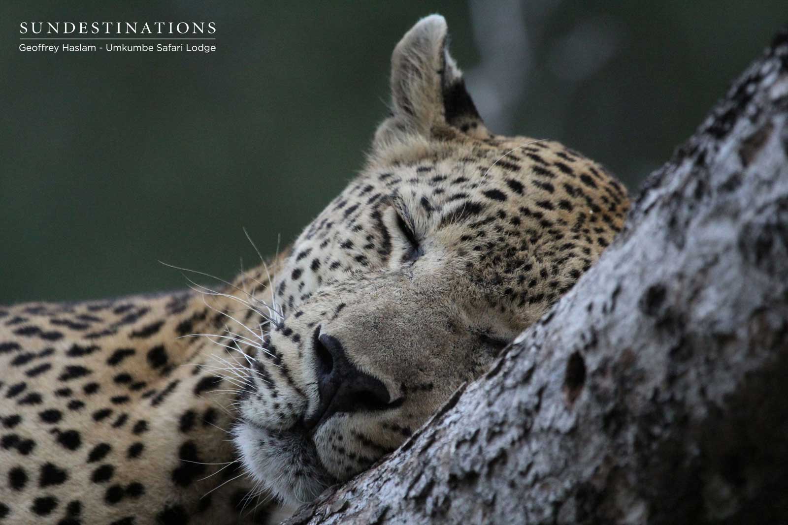 Mxabene in Tree Mxabene in Tree