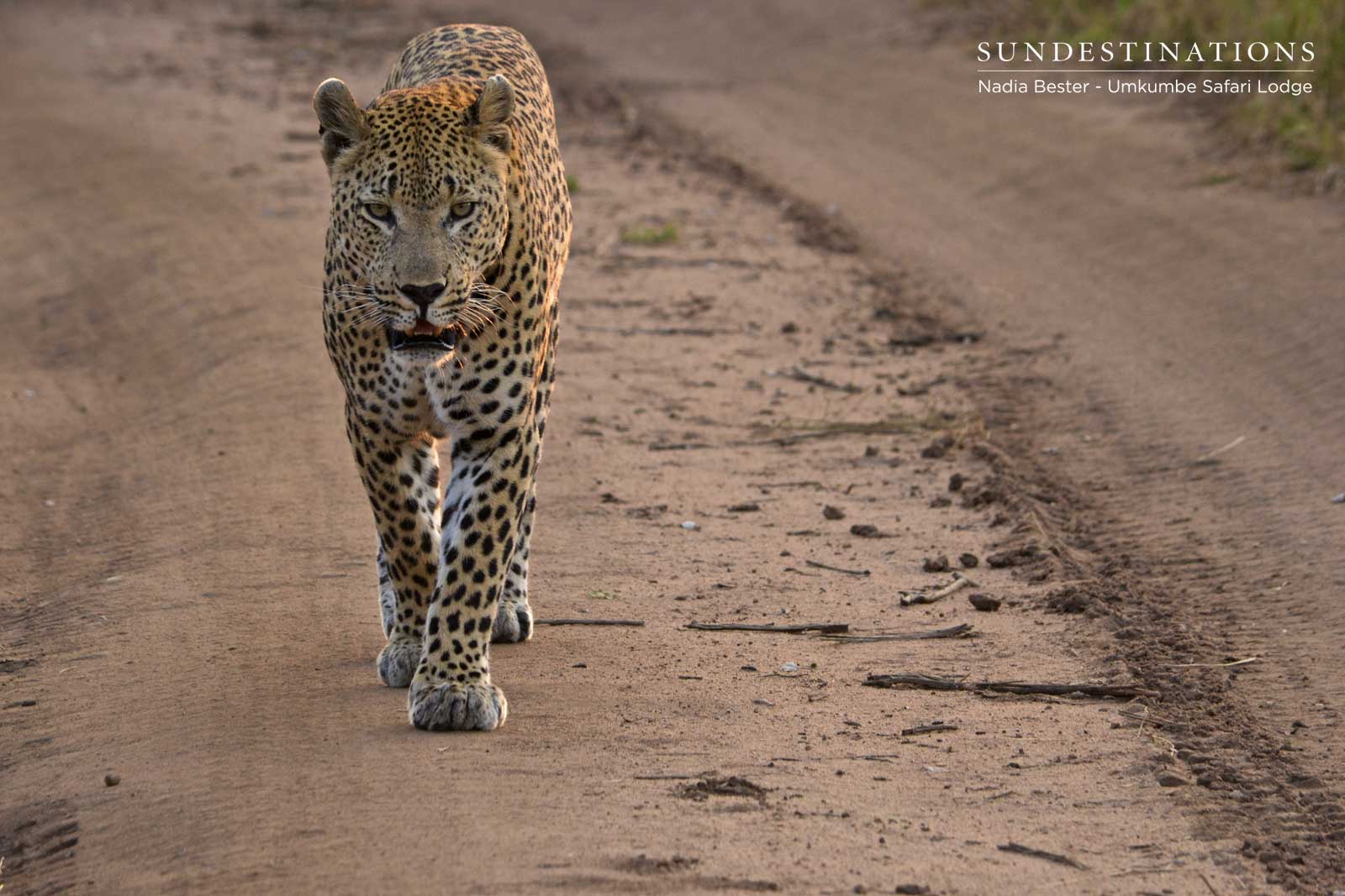 Mxabene Patrols Turf Mxabene Patrols Turf