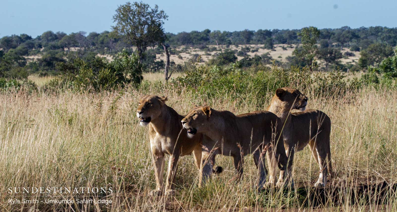 Mhangeni Breakaway Lionesses Mhangeni Breakaway Lionesses
