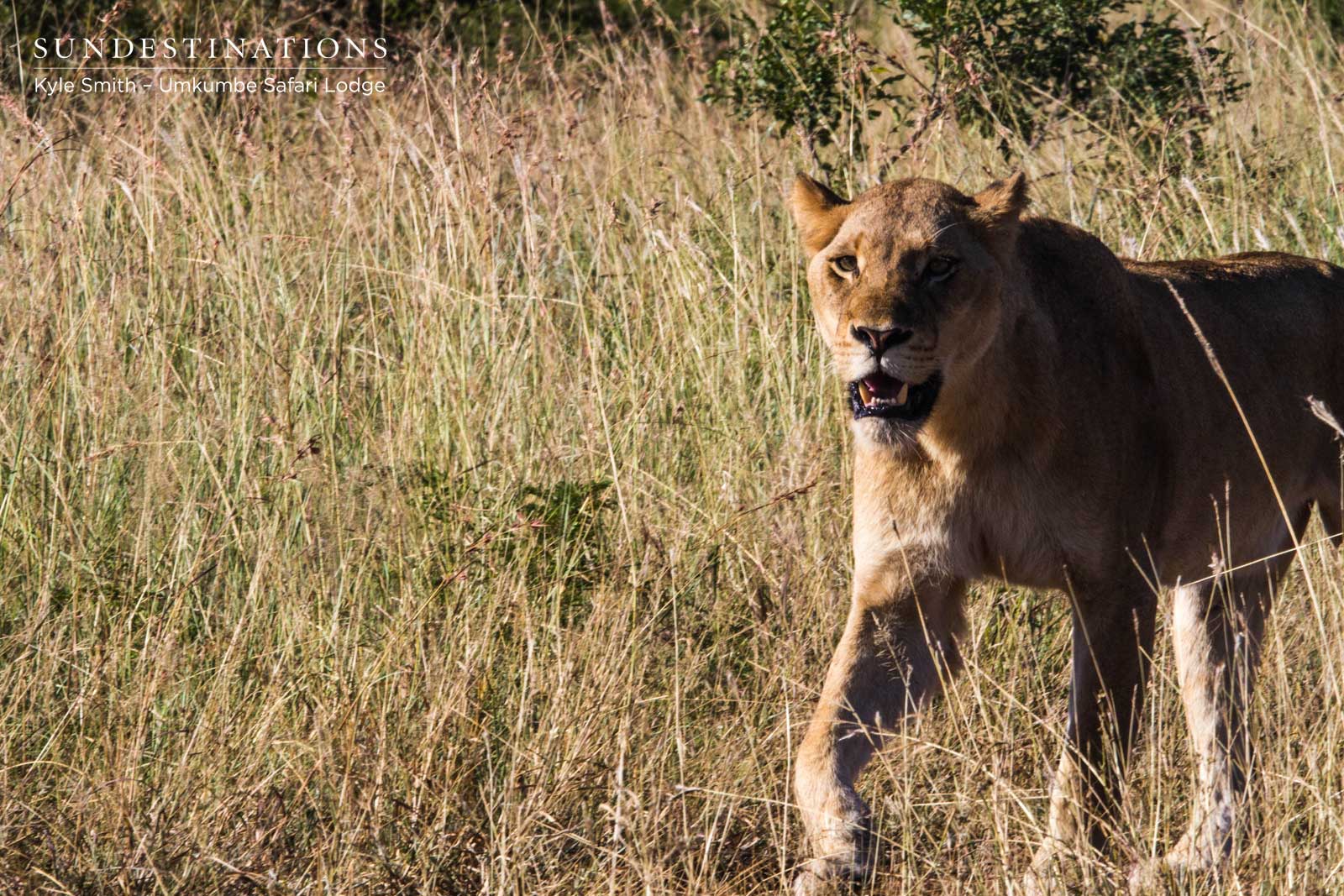 Mhangeni Umkumbe Mhangeni Umkumbe