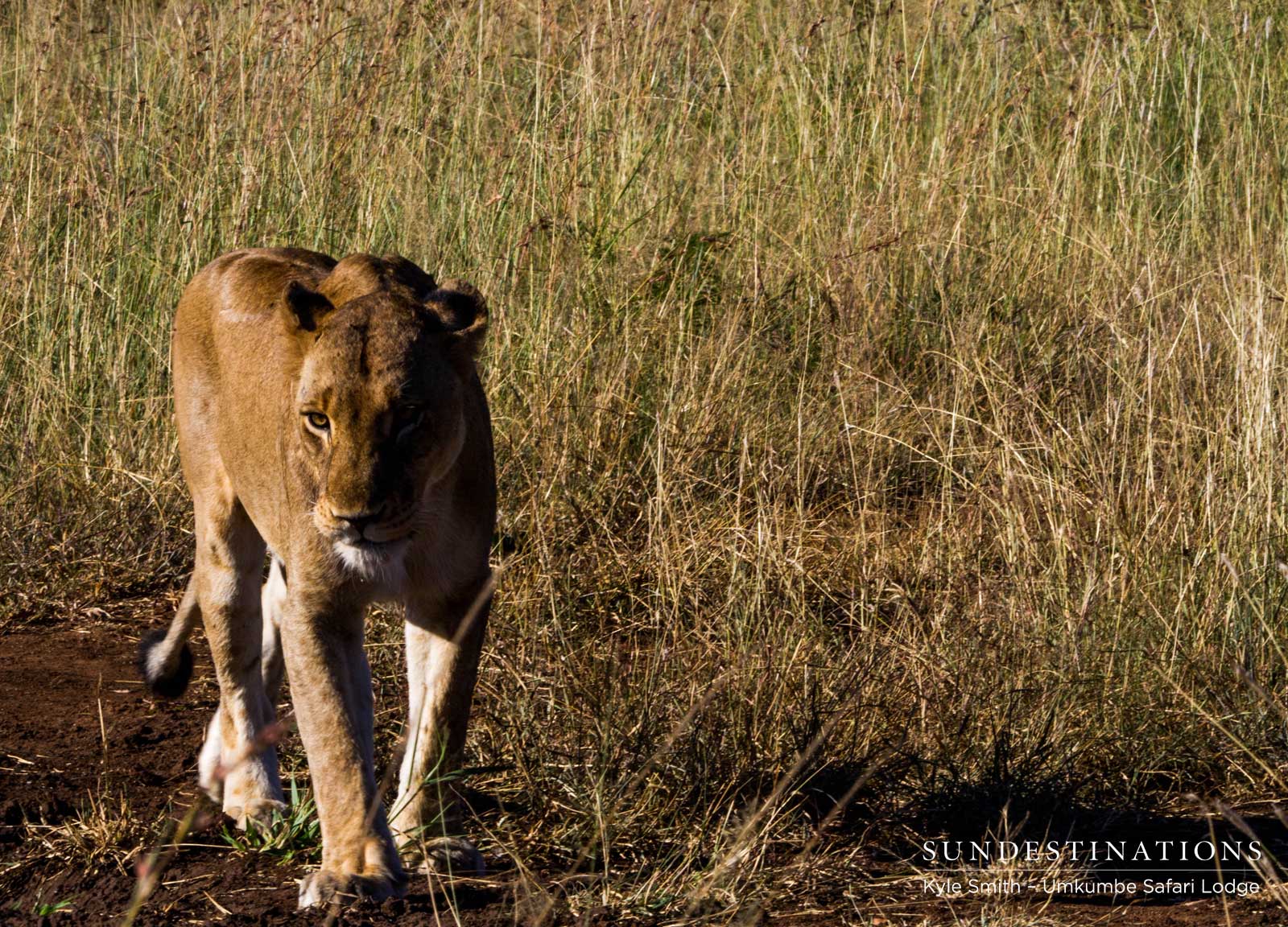 Mhangeni Lioness Patrolling Mhangeni Lioness Patrolling