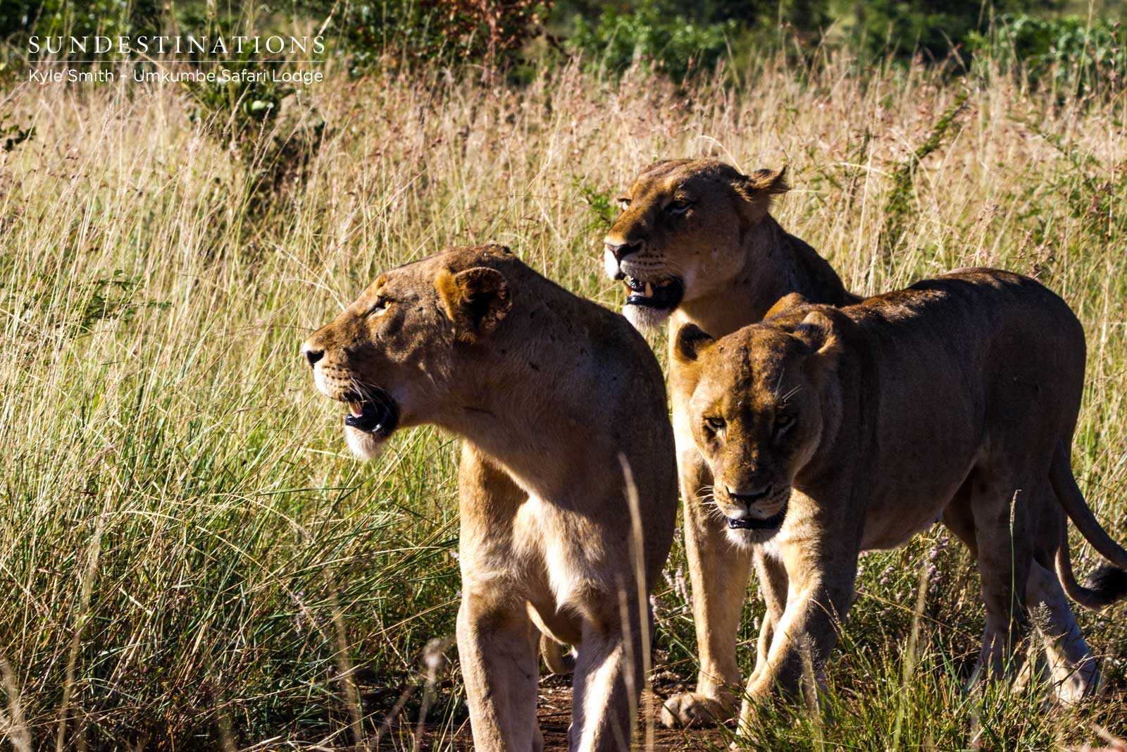 3 of the Mhangeni Lionesses 3 of the Mhangeni Lionesses