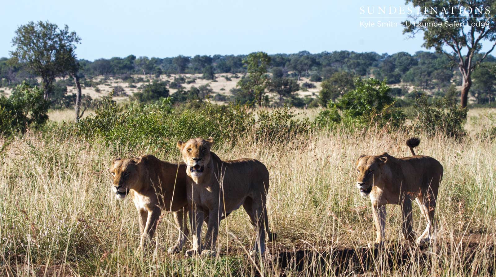 Mhangeni Lionesses Mhangeni Lionesses