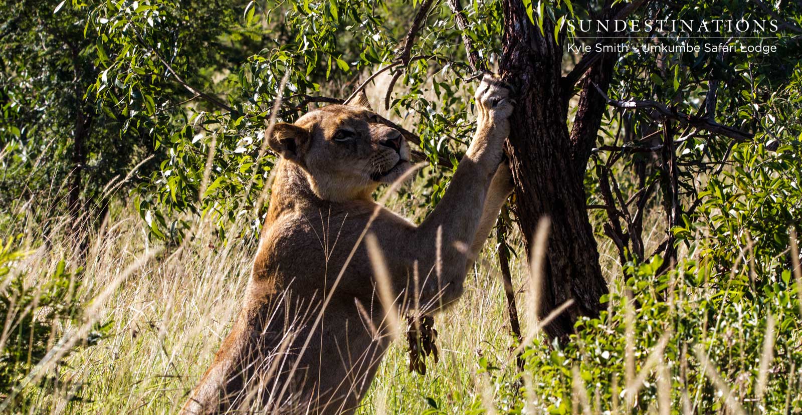 Mhangeni Lionesses on Patrol Mhangeni Lionesses on Patrol