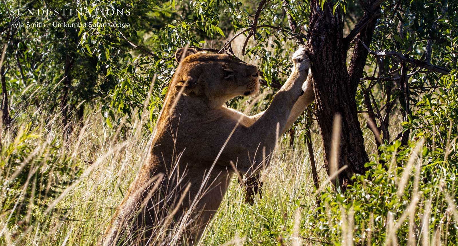 Mhangeni Females Mhangeni Females