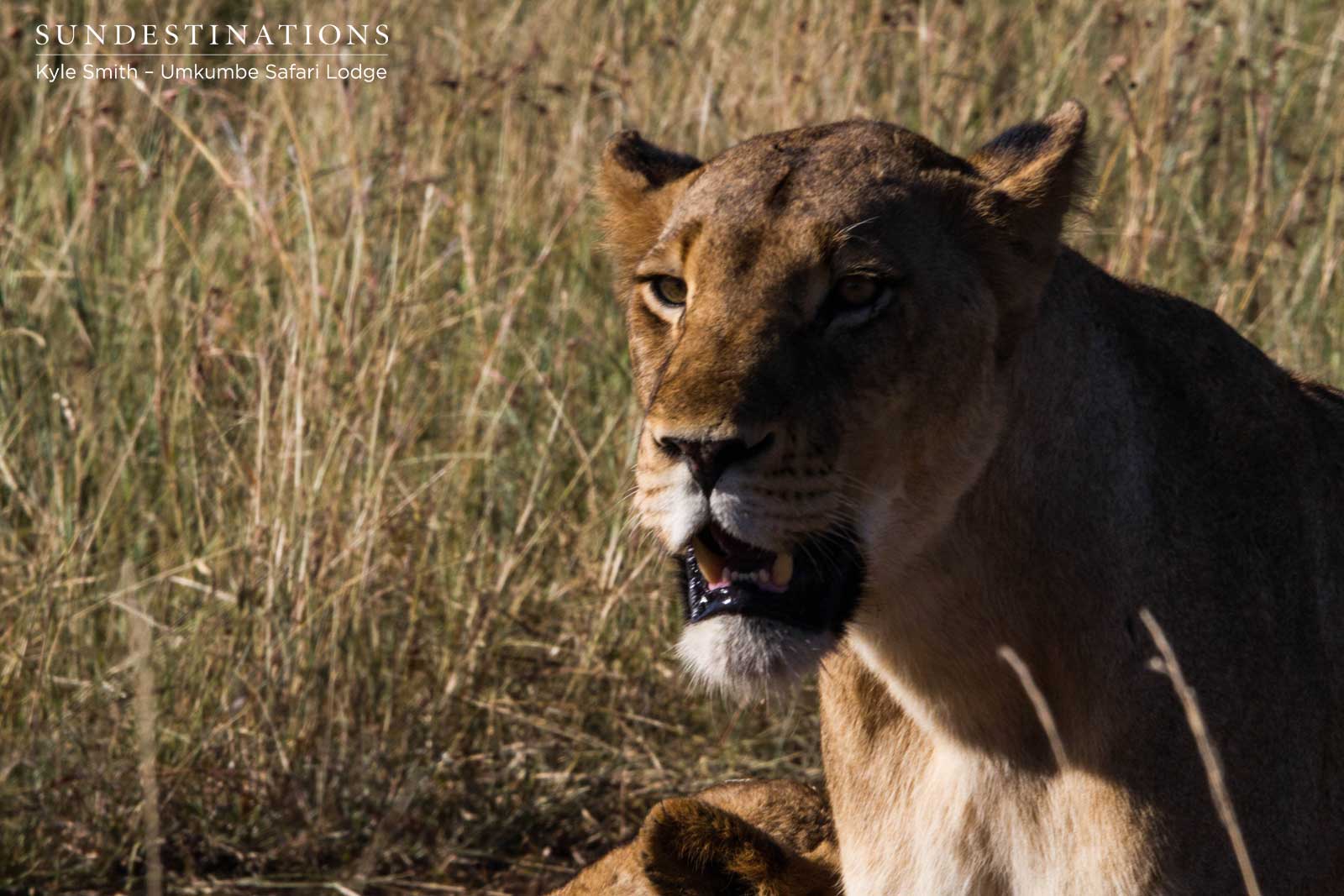Sabi Sand Lioness Sabi Sand Lioness