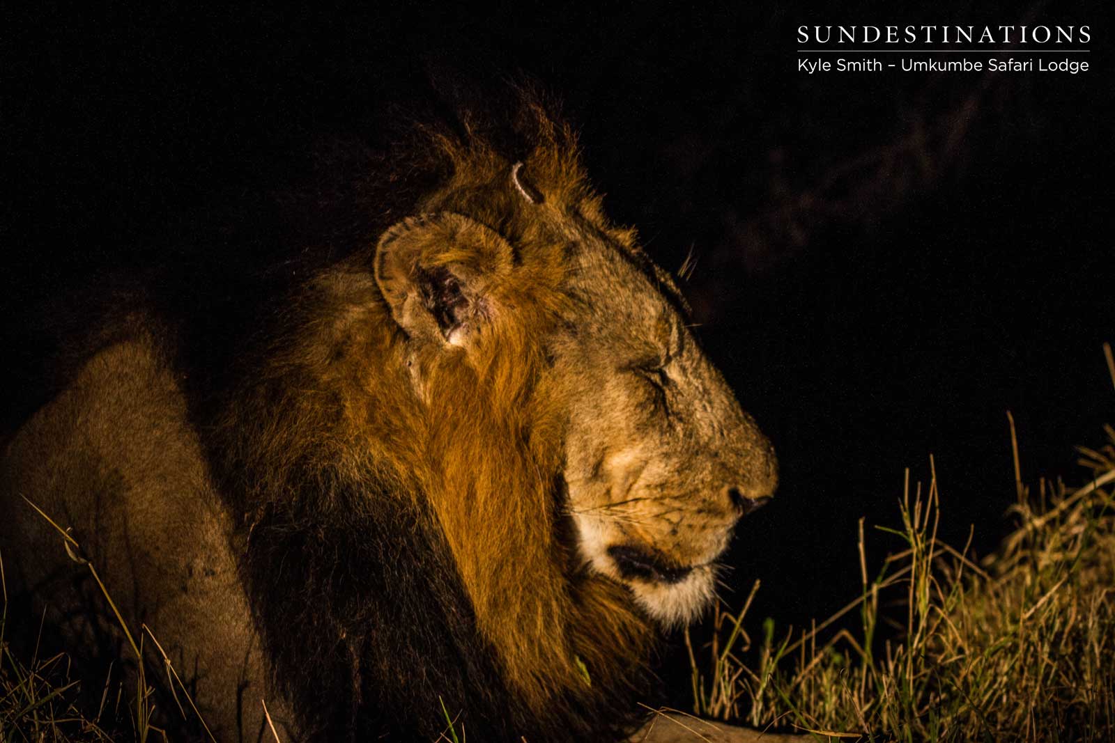Nomadic Male Lion Sabi Sand Nomadic Male Lion Sabi Sand
