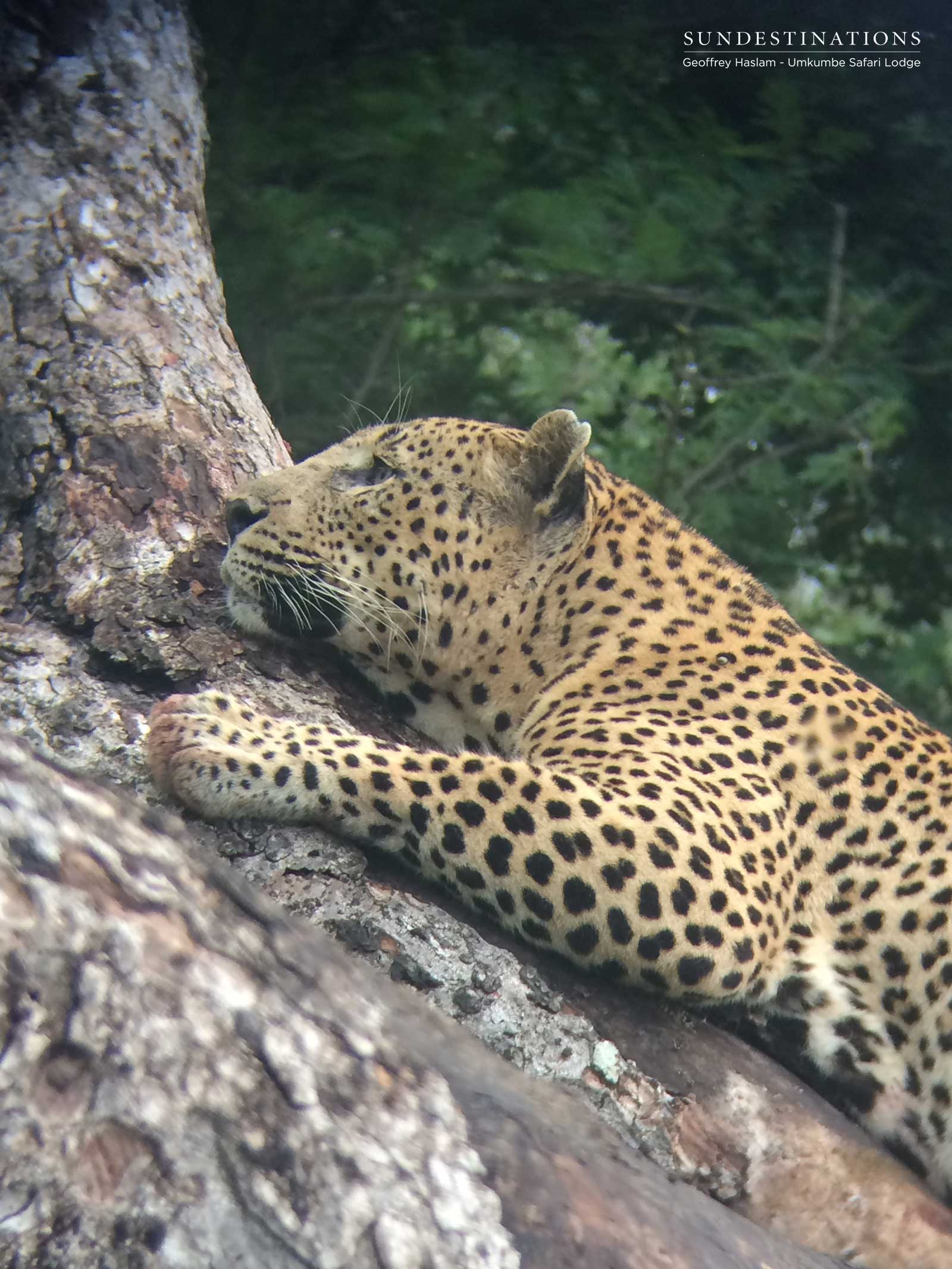 Sabi Sand Mxabene Leopard Sabi Sand Mxabene Leopard