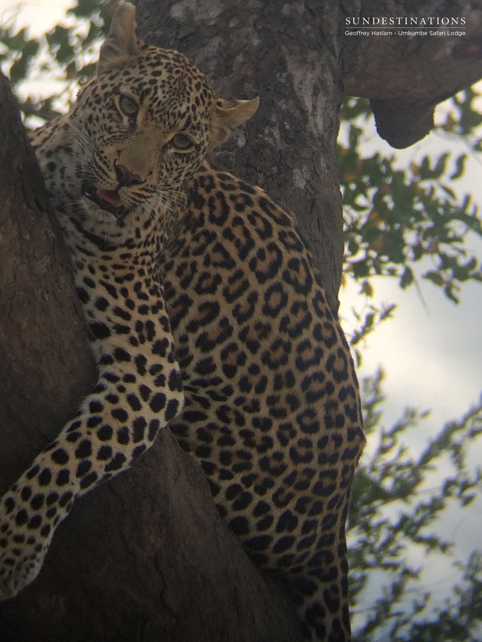 Tatowa in Tree Tatowa in Tree