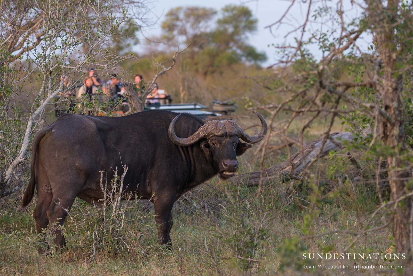 nThambo Tree Camp Buffalo nThambo Tree Camp Buffalo